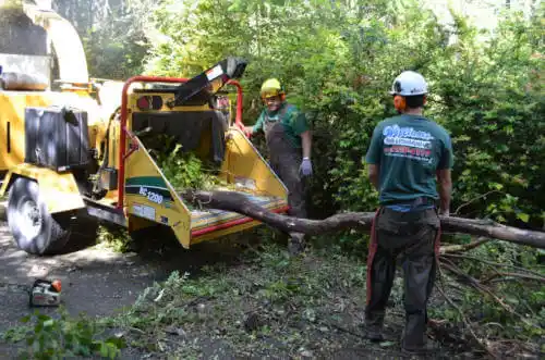 tree services Mount Ayr